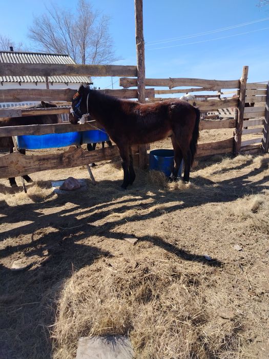 Тай сатылады еркек