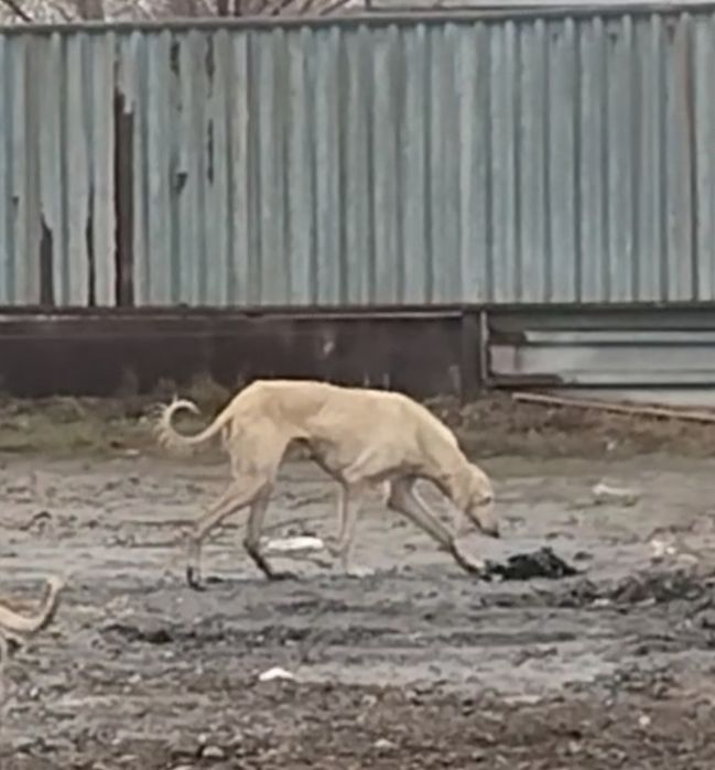 Тазы сатылады қаншық