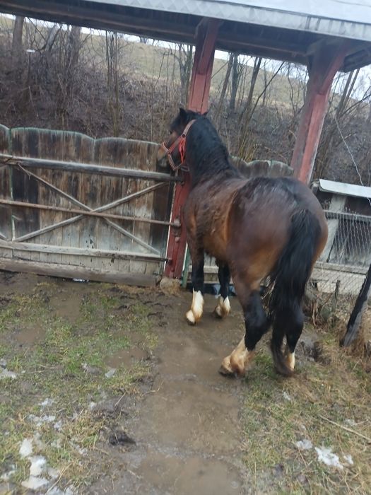 De vanzare un mânz de 1 An jumatate