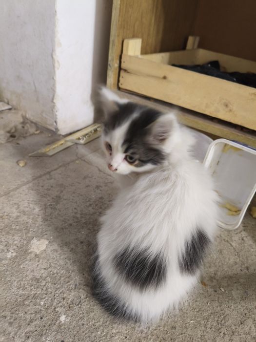 Момиккина мушук ва Икки боласи текинга