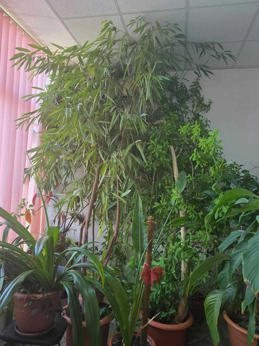 vând plante uriașe: eucalipt, arbore de cauciuc si ficus
