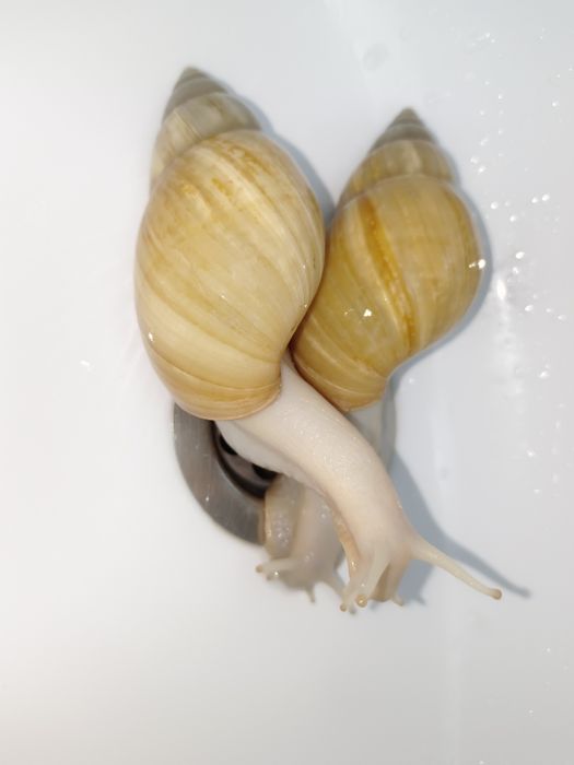 Улитки ахатинки большие