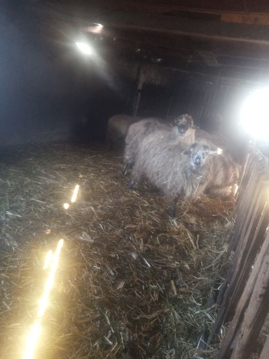 Vând oi cu miei după iele