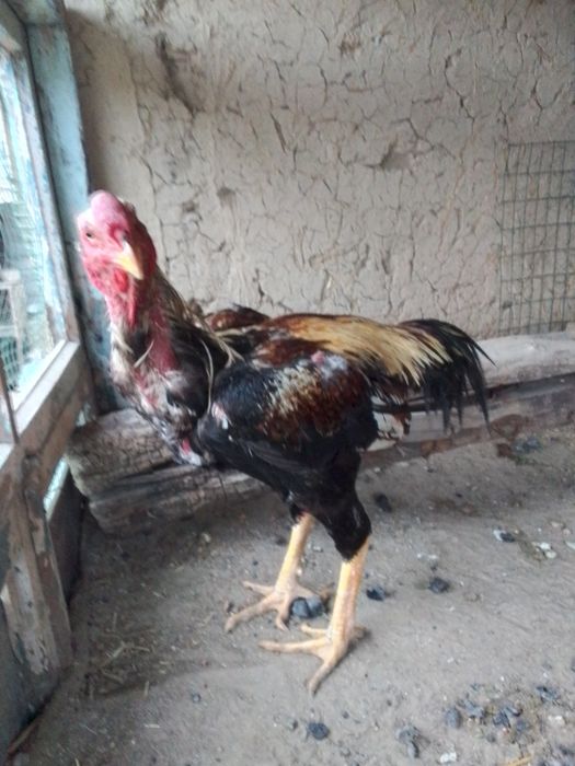 Dakanlar sotiladi