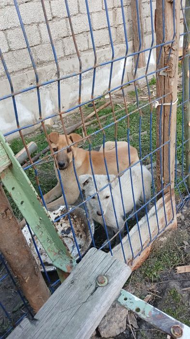 5 oyli sariq urgochi oq erkak