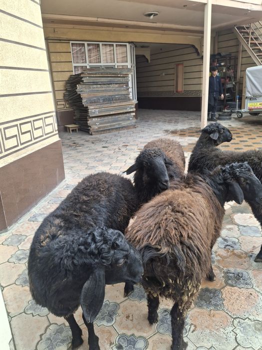 Қошқарлар бар  Семиз