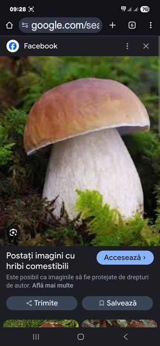 Vind Hribi congelati