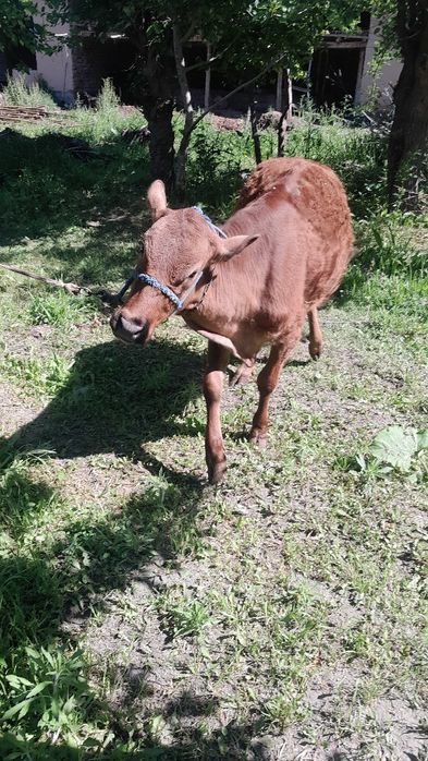 Gibrit gunojin sotladi eston paroda