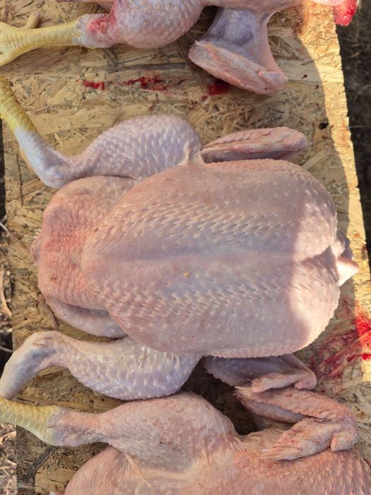 Pui de carne hrăniți natural