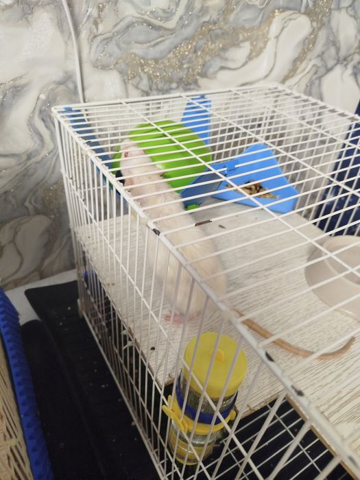 Продам декоративных крыс