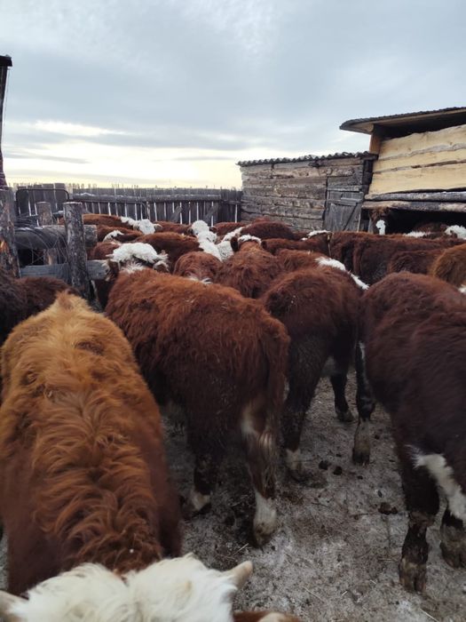 Подсос еркек бұзаулар герефорд