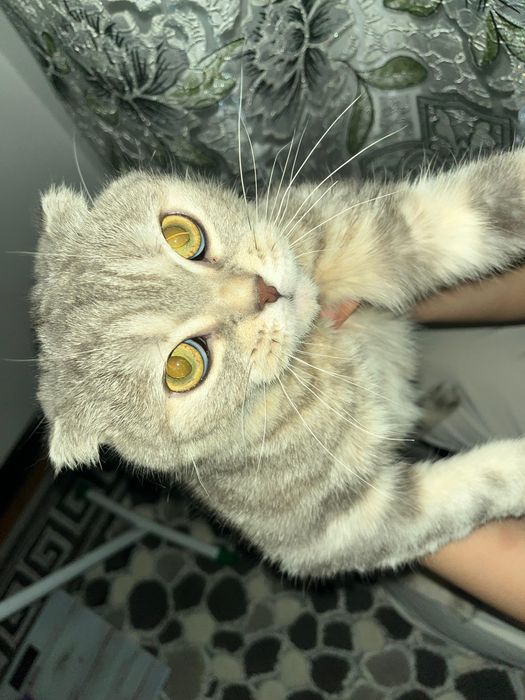 Шотландская кошка продаётся