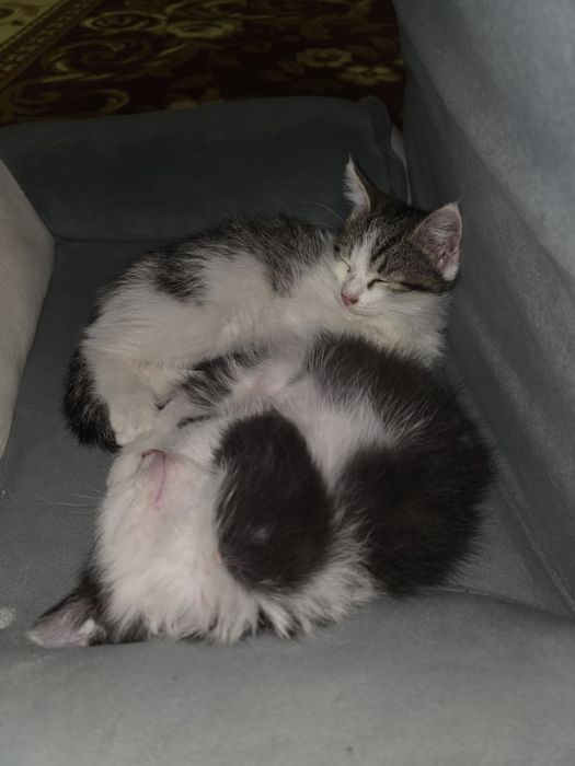 2 котят этап взросления,