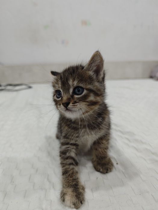 Отдам котят в хорошие руки
