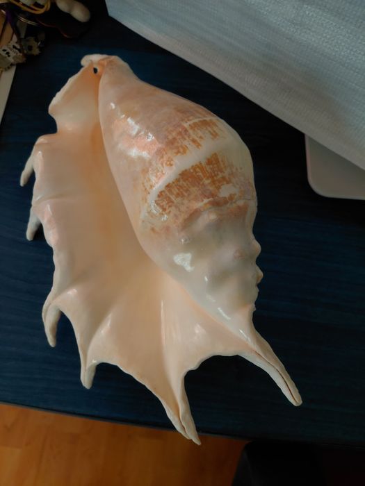 Scoica naturala de dimensiune mare 32 cm in stare perfecta