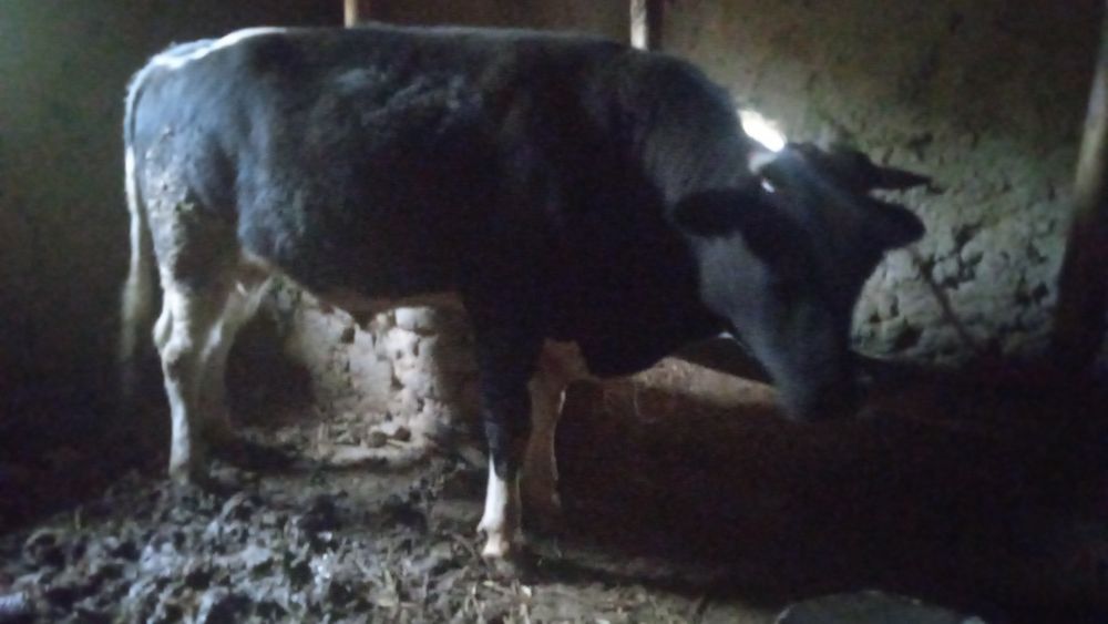 Zottor qoramol sotiladi