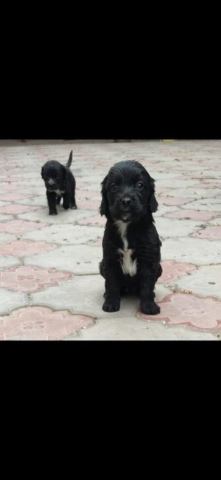 Чистокровные Спаниели