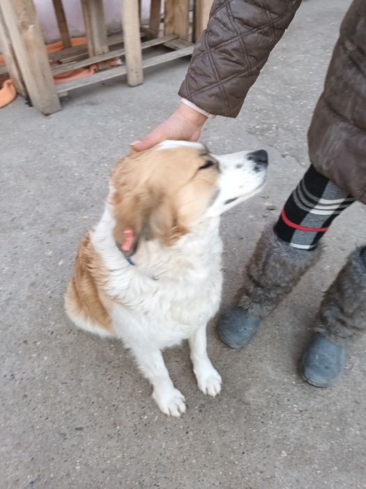 Подарява се кученце