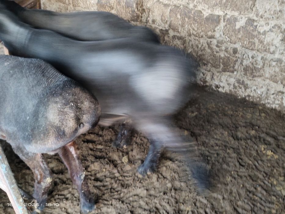 Куйлар супер нархда.