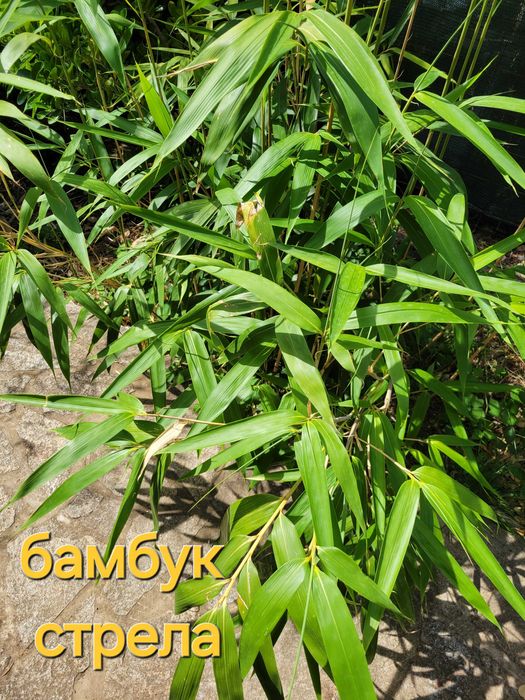 Бамбук студеноустойчиви видове в София