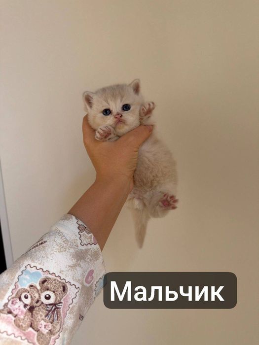 Шиншилла котенки / Shinshilla sotiladi