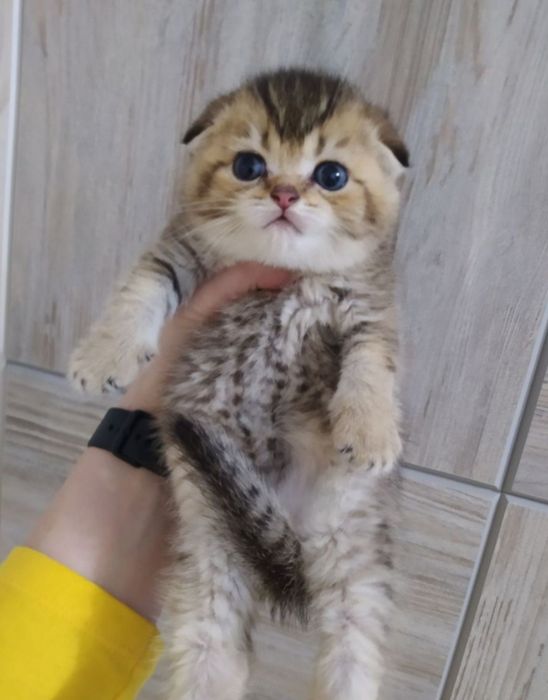 Котята Скоттиш фолд
