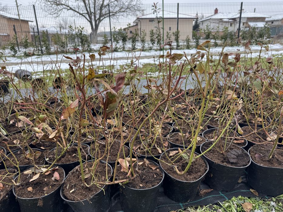 Американска боровинка  саксия с2 на цената на саксия Р9