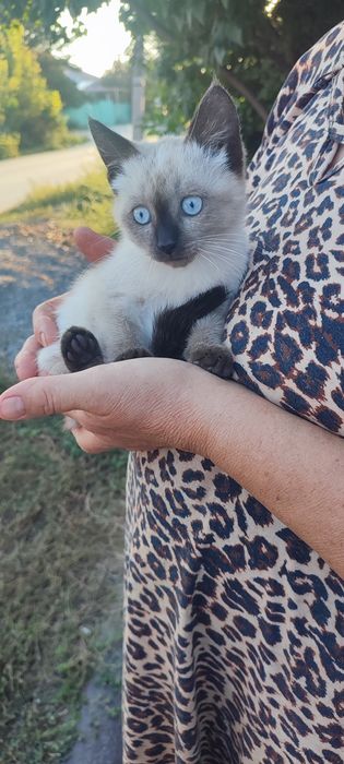 отдам котенка  в хорошие руки