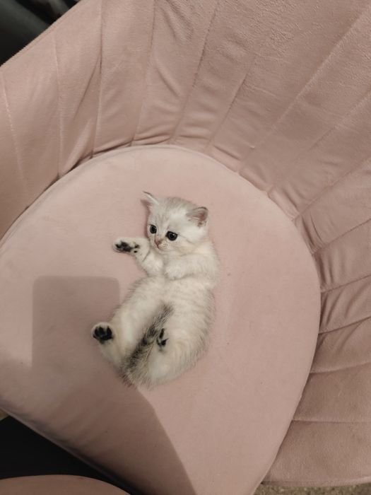 Шиншиллы Серебро Алматы