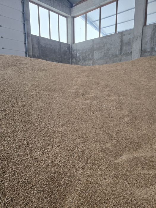 Grâu productie 2025