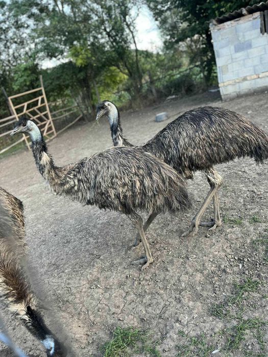 яйца от ему за люпене и консумация