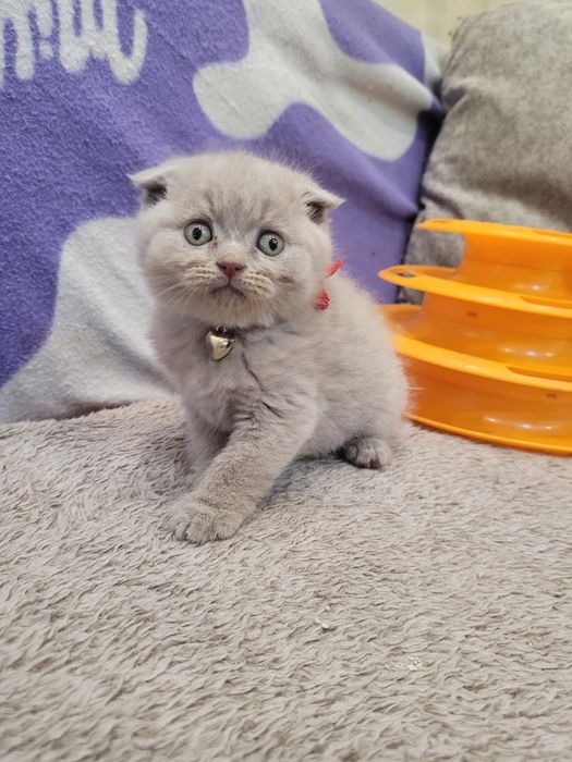 Шотландски клепоухи котета на 2 месеца