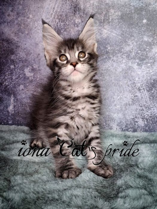 Котята мейнкун продаются