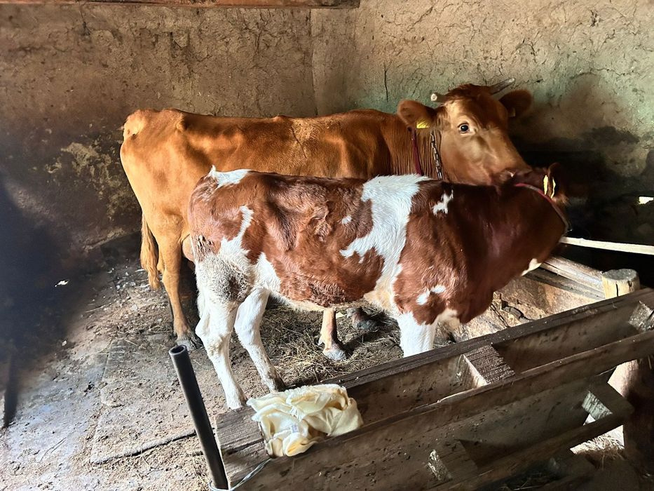 Vând vacă tânără și bună de lapte