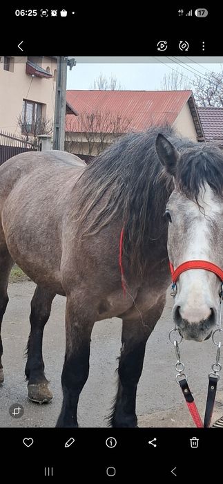 Vând cal de cinci anii
