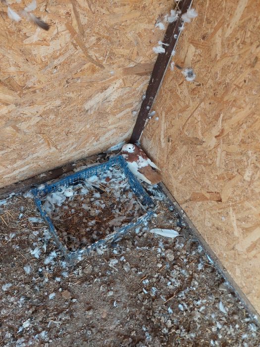 Vand sau schimb porumbei