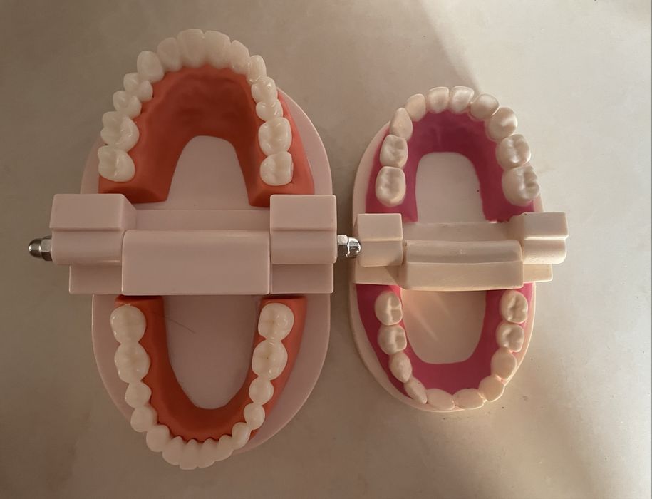 Модель зубов для стоматологов