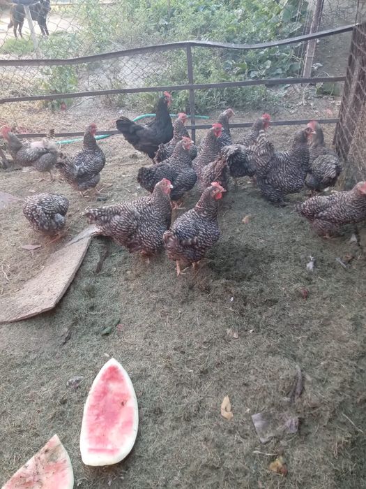 Продам курей молодые