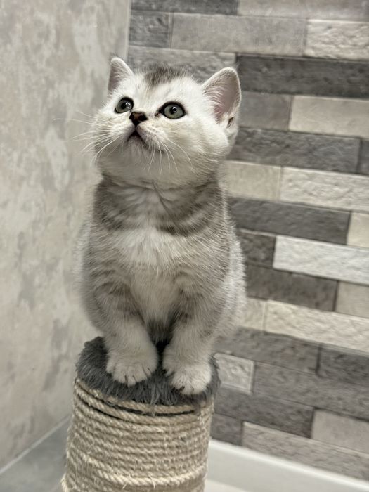 Скотиш страйт серебристая шиншилла