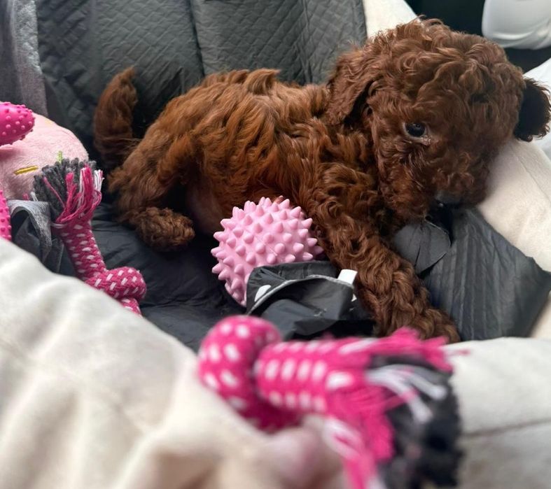 Эксклюзивные щенки той пуделя