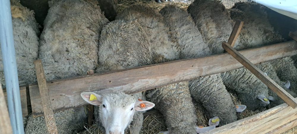 Продавам агнета и овце ил дьо франс