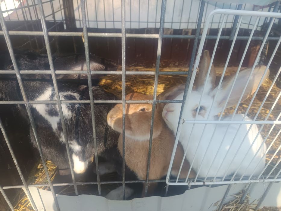 Vând iepuri Detalii in pv