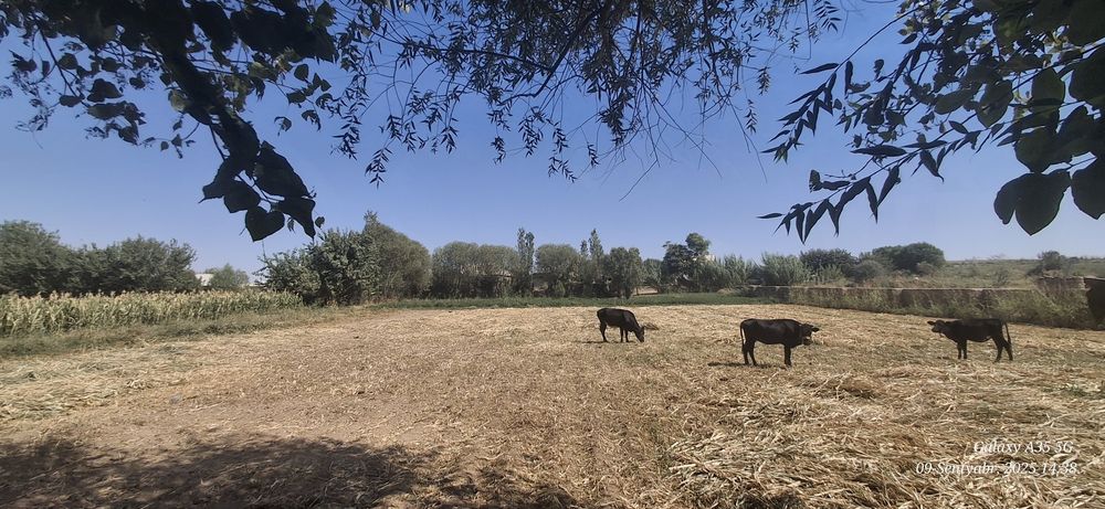 Уй сотаман томарқали