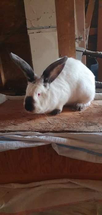 Femele uriaș de Transilvania