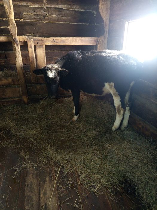 Продам тёлку 350