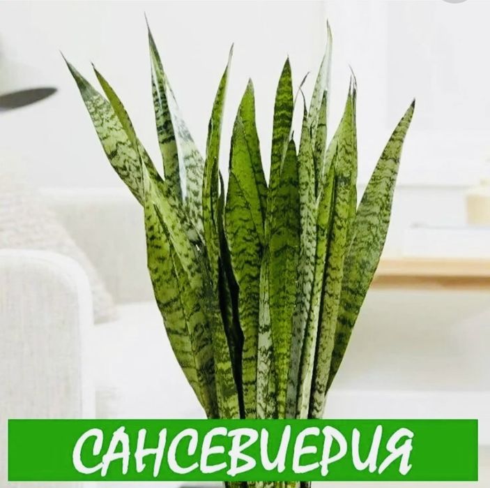 Комнатные цветы