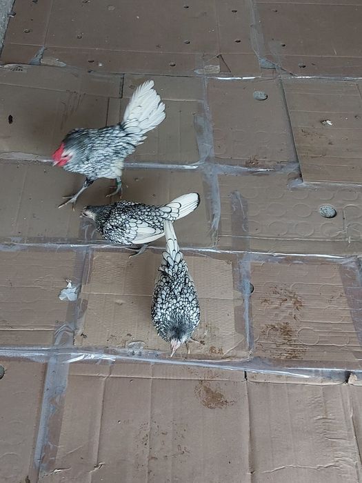 Porumbei  voiajori  colorați și  găini