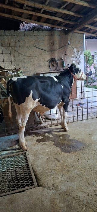 Simental gibrid buqacha sotiladi