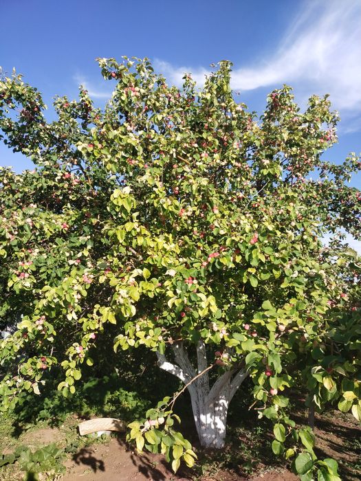 Продам дачу, в районе Пригородны, Черемушки
