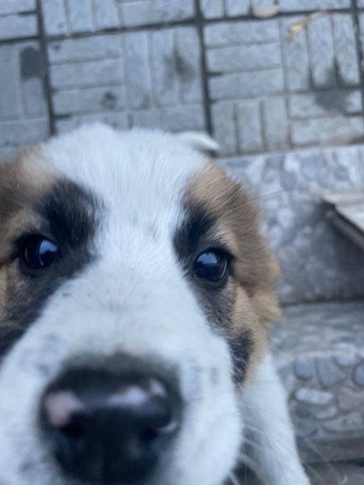 Отдам в добрые руки